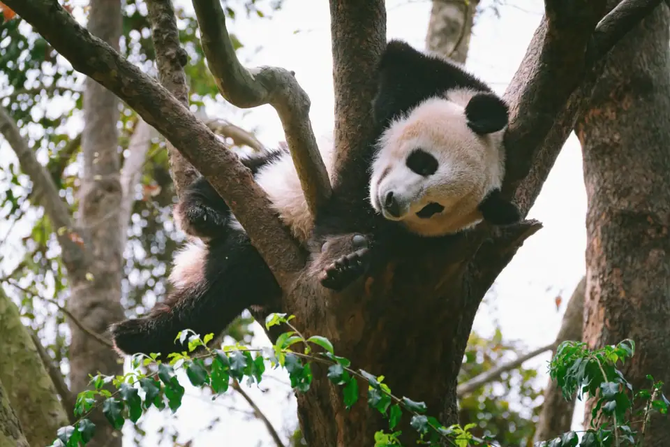 A giant panda resting in a tree in Chengdu